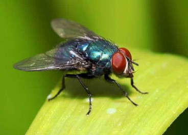 House Fly Control Service