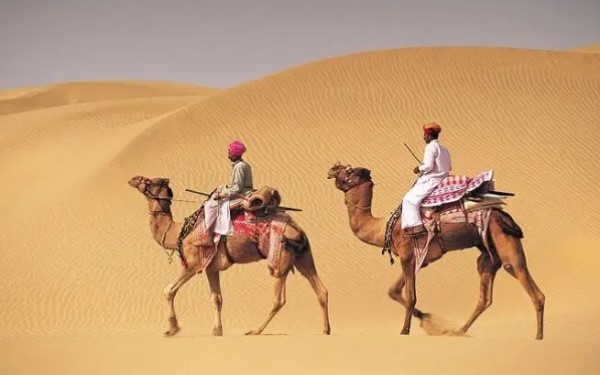 Camel Safari Pushkar